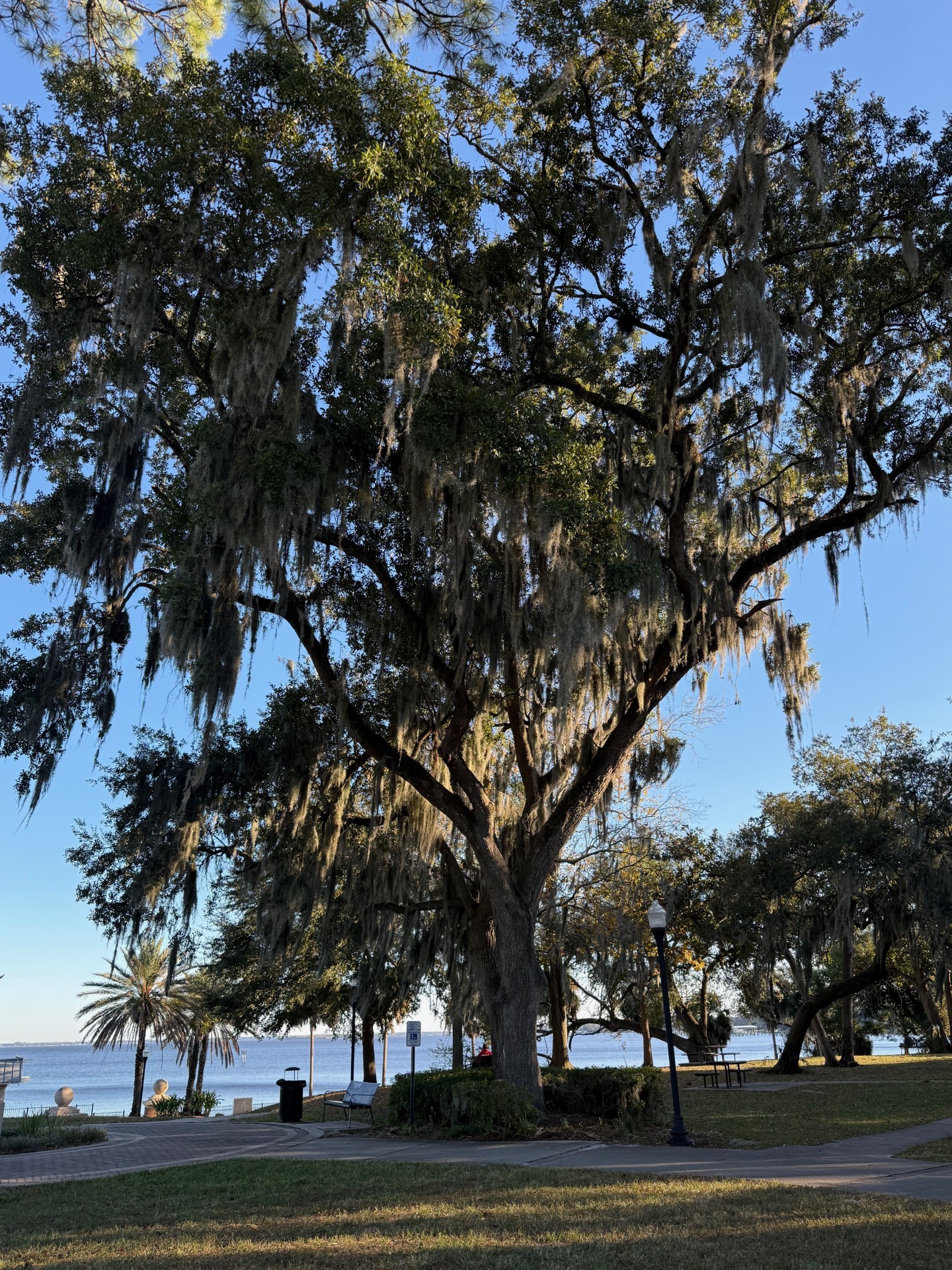 Large Oak tree surrounded by other oak and palm trees with a light pole to the right of the tree, a bench to the left, a sidewalk and grass in front and the St. Johns River in the background at Stockton Park in, Ortega, Jacksonville, FL.