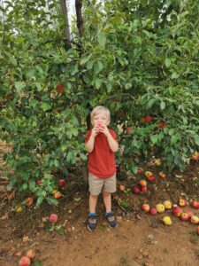 Apple tree in the background with a pediatric aged boy eating an apple in a red shirt, tan shorts, and dark blue sneakers, in Jacksonville Beach, FL