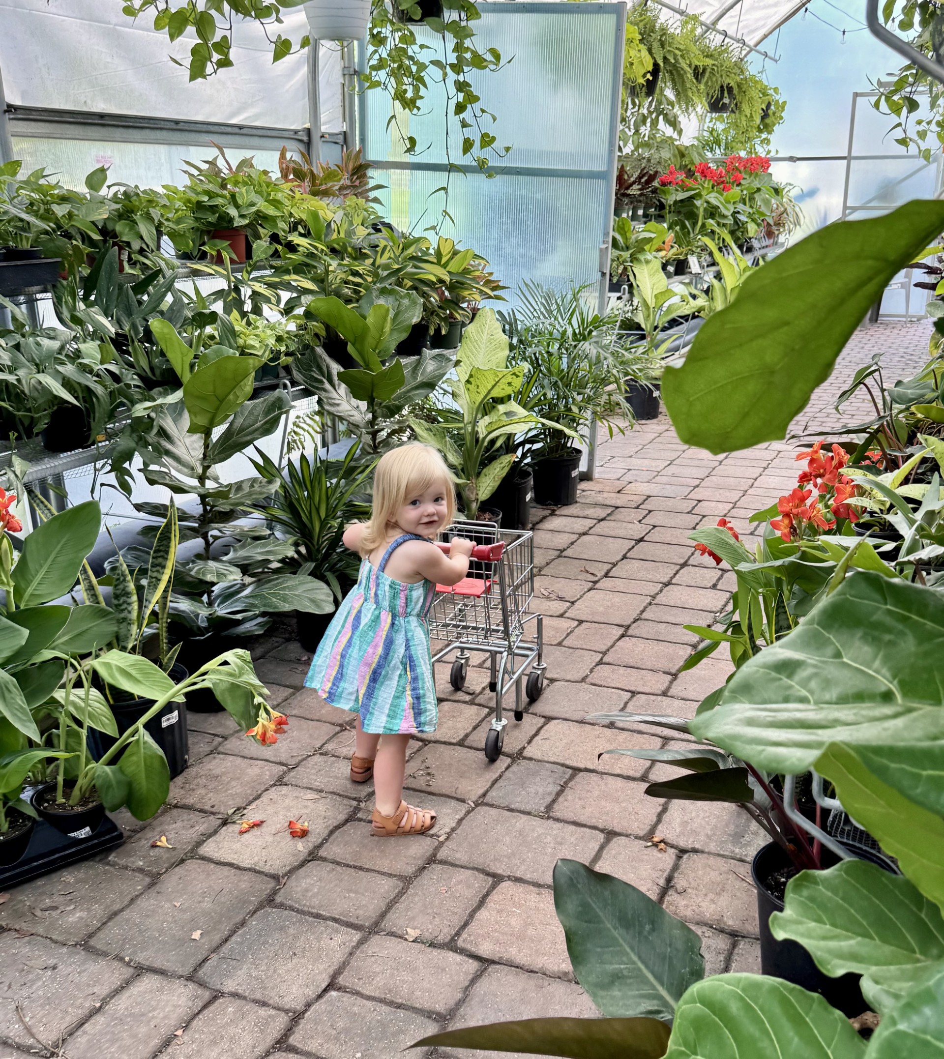 pediatric aged child pushing grocery cart on bricks with flowers on both sides of her.